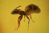 Several Fossil Ants (Formicidae) In Baltic Amber #69279-1